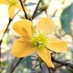 Hypericum brasiliense Flower