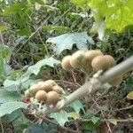 Solanum umbellatum Fruit