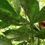 Quassia amara Hoja