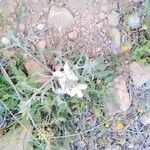 Matthiola longipetala Flower