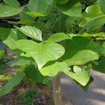 Erythrina caffra Hoja