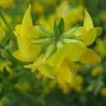 Lotus corniculatusFlors