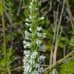 Platanthera elegans Fiore