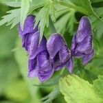 Aconitum yamazakii