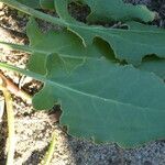 Rumex roseus Hoja