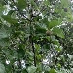 Nauclea latifolia Folio