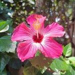 Hibiscus fragilisFlower