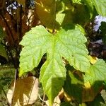 Ampelopsis glandulosa Leaf