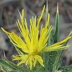 Carthamus lanatusFlower