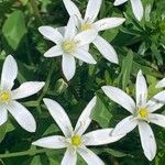 Ornithogalum divergensFloare