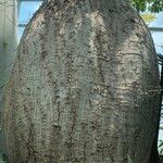 Ceiba chodatii Bark