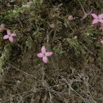 Houstonia rubra Habit