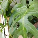 Monstera minima Blatt