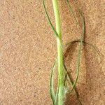 Scorzonera aristata 葉