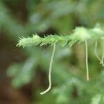 Selaginella cathedrifolia