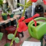 Salvia darcyi Flor
