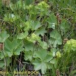 Alchemilla coriacea Hàbitat