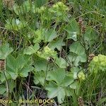 Alchemilla coriacea Хабит