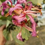 Bauhinia purpureaКвітка