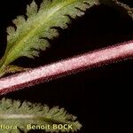 Pedicularis lapponica Écorce