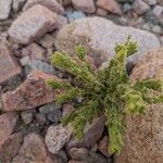 Cosentinia vellea Likasa