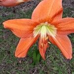 Hippeastrum striatum Blomst