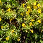 Ajuga chamaepitys Habitus