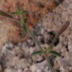 Silene pinetorum Other