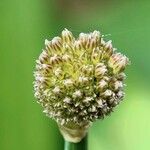 Allium scaberrimum ফুল