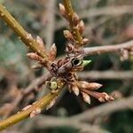 Forsythia intermedia Drugo