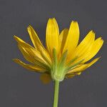 Krigia montana Flower