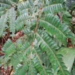 Pentaclethra macrophylla Hoja