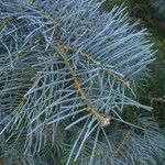 Abies concolor Лист