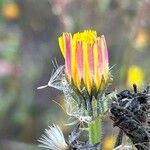 Picris hieracioides Blüte