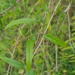 Buddleja alternifolia Folha