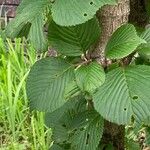 Viburnum plicatum Leaf