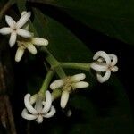 Psychotria canalensis Blodyn