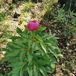 Paeonia broteriBlatt