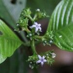 Psychotria ebensis Kwiat