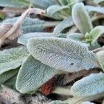 Stachys byzantina Leaf