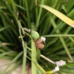 Dietes iridioides Frucht