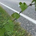 Ipomoea lacunosa Rinde