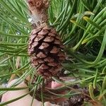 Pinus contorta फल