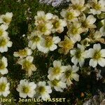 Saxifraga muscoides Habitus