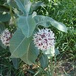 Asclepias speciosa Hoja