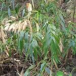 Thysanolaena latifolia Habit