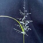 Eragrostis tenella Leaf
