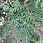 Platycladus orientalis Leaf