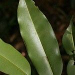 Qualea rosea Hoja