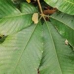 Myrianthus arboreus Leaf